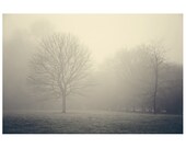 Woodland, Fog, Landscape, 12x8" Fine art photography,