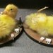 Taxidermy Drunken Duckling little party animal