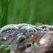 Microcosmos - macro moss fine art photography - 6x8 nature photograph - green forest wall art