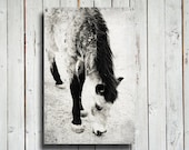 Buckskin - Horse decor - 16x24" canvas print - Horse art - Horse decoration - Horse photography - Black and white horse decor