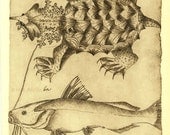 Mata Mata Turtle and Catfish Sketch Drawing Facsimile Maranhao Brazil