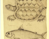 Turtle and Fish Illustration Vintage Facsimile Maranhao Brazil  Frei Cristovao