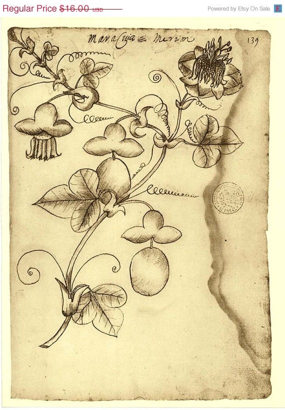 Botanical Print Passion Flower Passiflora Maranhao Frei Cristovao