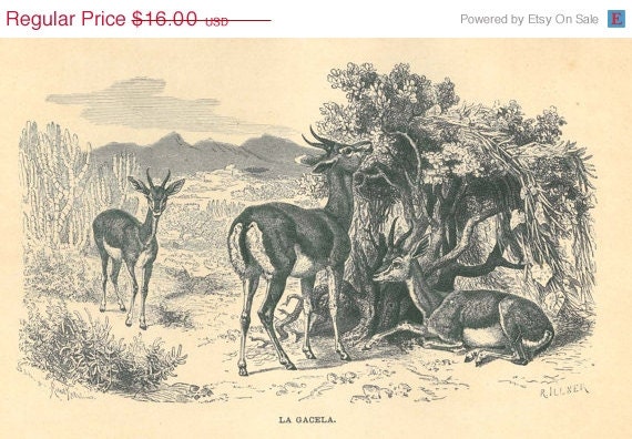 Antique Art Print  Gazelles Engraving  Brehm  Antelopes 1883