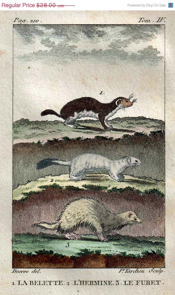 Weasels Hand Colored  Engraving: Ferret, Stoat and Least Weasel,  Buffon 1802 Vintage Art