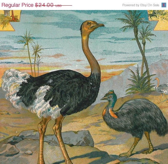 1883 Stilts Print Antique Birds Chromolithograph