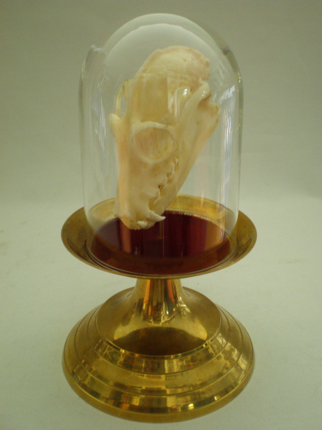 Fruit Bat Skull in Glass Dome on Base