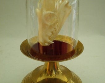 Fruit Bat Skull in Glass Dome on Base