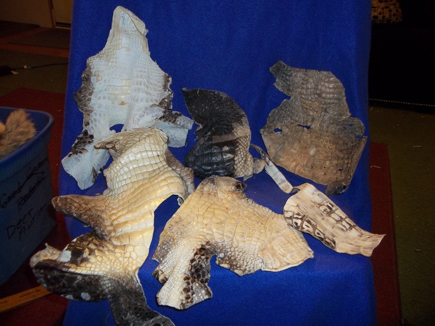real animal bone Alligator taxidermy hide skin gator leather part craft goods man cave