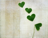 Love and Luck- Shamrock Hearts Photograph- Clover- Nature Photography- Green- Hearts- 8x8 Fine Art Print- Textured Image - kellynphotography