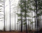 Lost in the Dream- Tree Photography- Foggy Mist Forest- Green Grey Brown- Arboreal Art- Pine Tree Photograph- 8x10 Fine Art Print