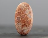 35mm Fossil Coral Gemstone - Prehistoric Mineral, Organic Specimen (C2657)