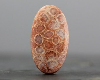 35mm Fossil Coral Gemstone - Prehistoric Mineral, Organic Specimen (C2657)