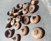 20 Acorn caps for crafts, fairy houses, fairy gardens, miniature gardens