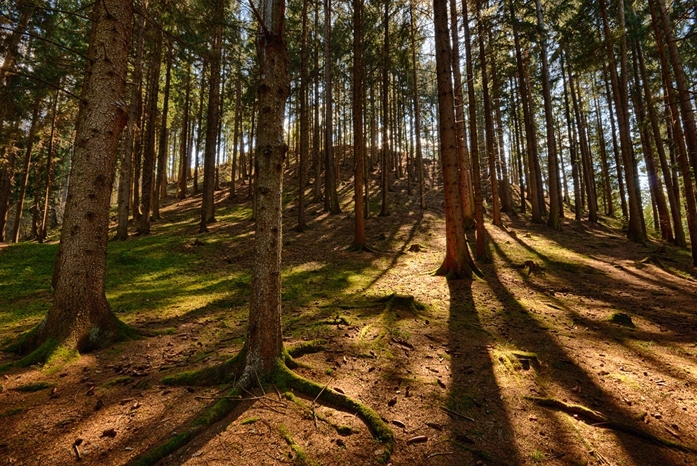 Conifer forest lit by the sun naturalistic landscape color fine art photo print - Il bosco d'Estate