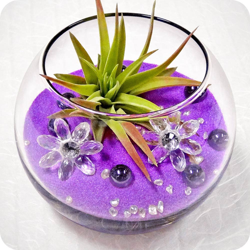 OOPSY DAISY mini terrarium - air plant. party favor, mothers day, feng shui decor, sand terrarium, mothers day gifts, love