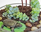 TOPSY TURTLE terrarium - zen garden, succulent terrarium, sand glass terrarium, tabletop decor, home decor