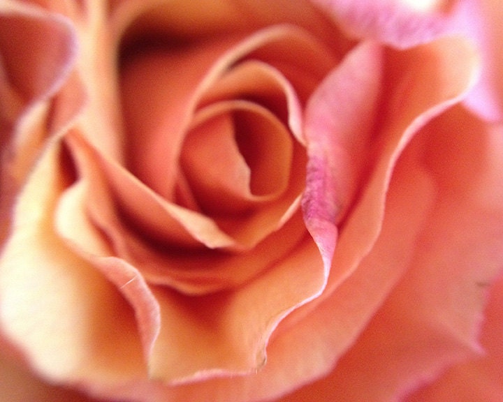 Botanica series -- Rose