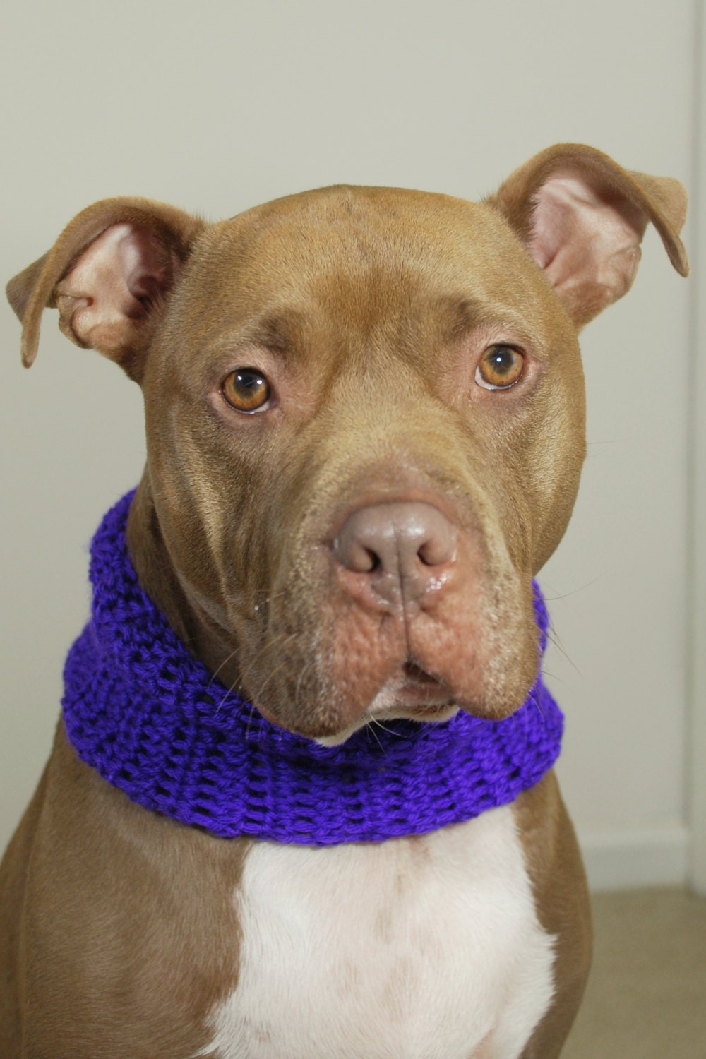 Dog Cowl Crochet Purple for Large Breeds