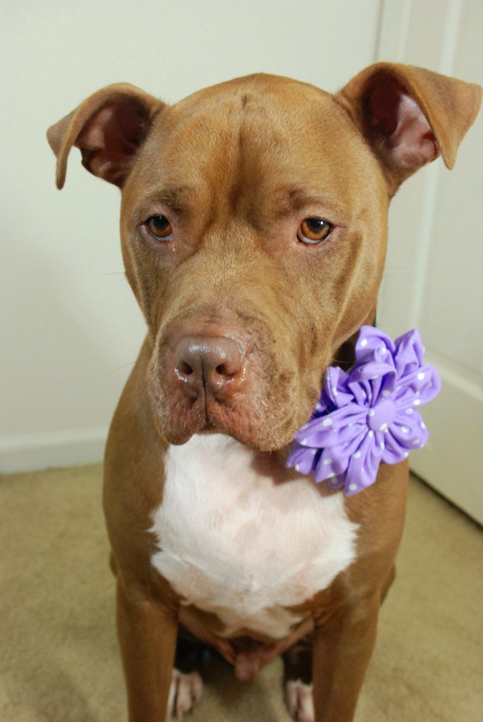 Flower for Dog Collar Purple Polka Dot 