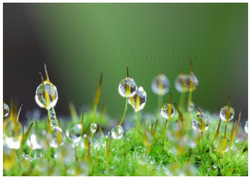 Macro Photography Rain Drop Water Moss Green Spring Nature Earth Dew