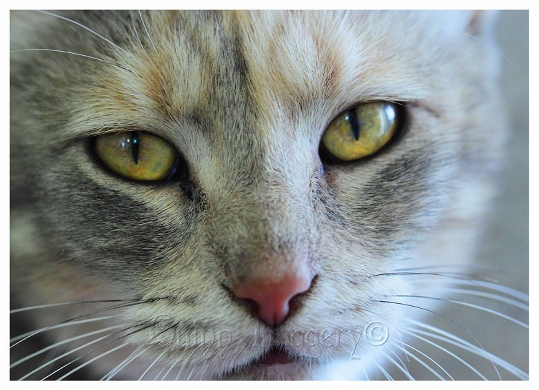 Cat Photograph, White, Grey, Pink, Yellow, Neutrals, Feline, Animal, Nature, Home Decor, Fine Art