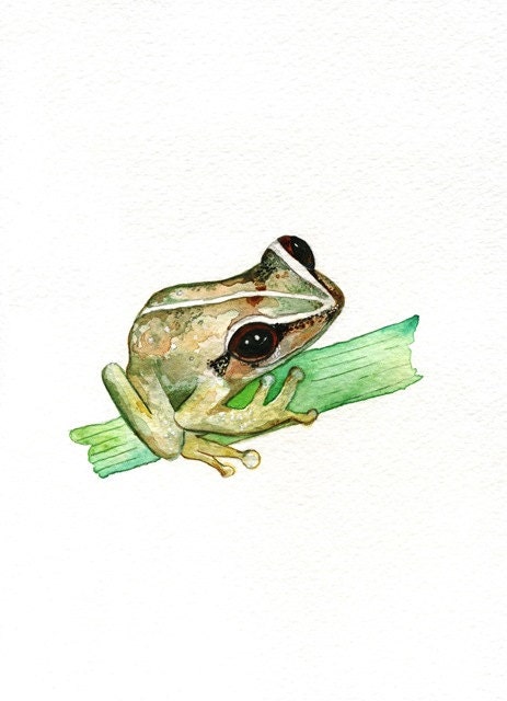 Coqui Cutie / Coqui frog /  puerto rican coqui frog / green /Watercolor Print/ 8.5x11