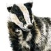Original A3 Badger "Truffle"  Mixed Media Painting