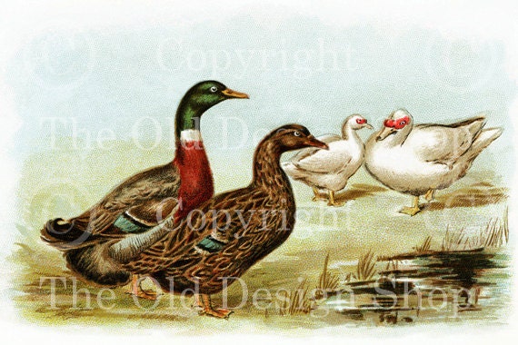 ROUEN and WHITE MUSCOVY Ducks Biggle Poultry Digital Image for Cardmaking Scrapbooking Altered Art Mixed Media