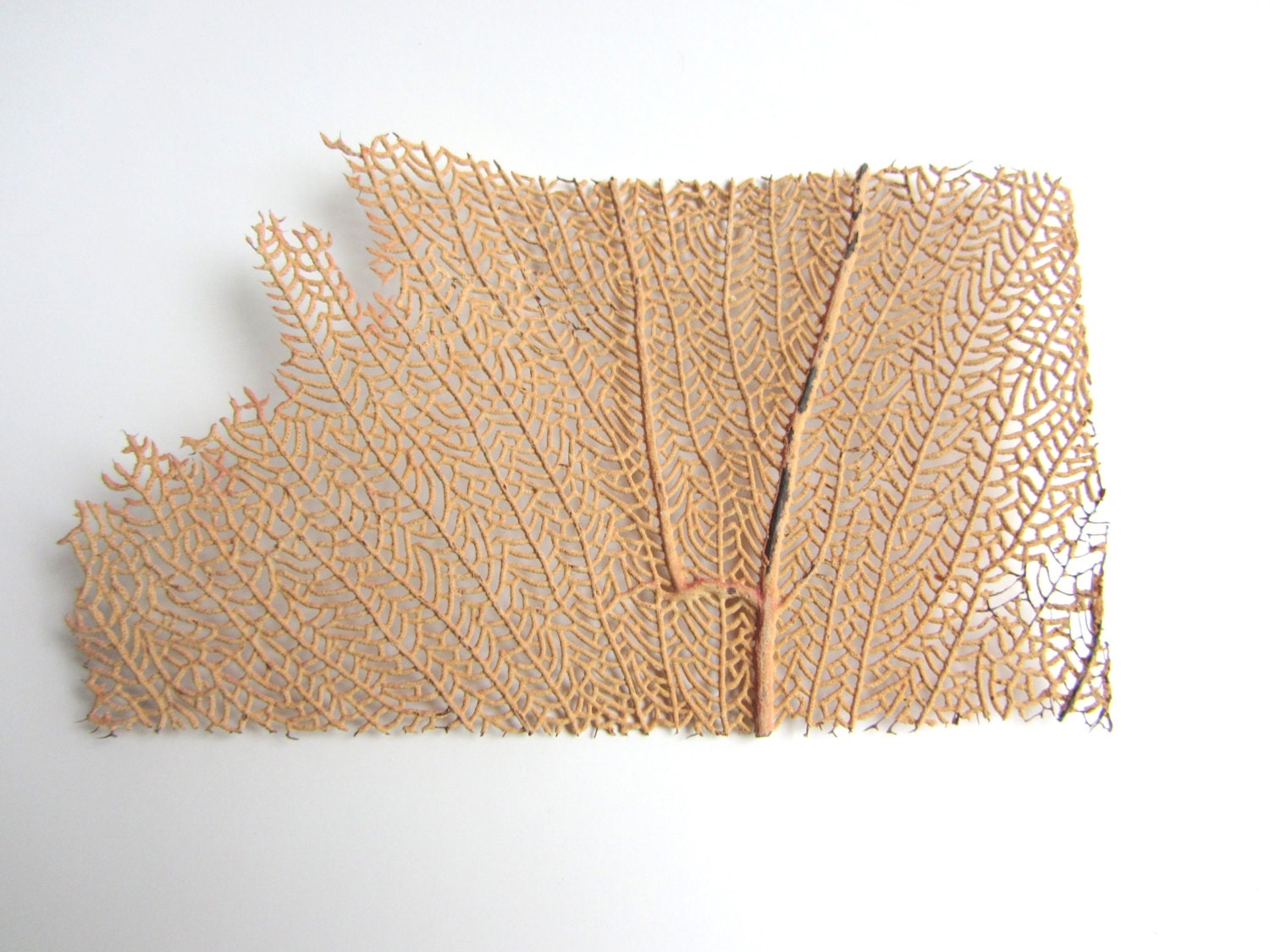 Beach Decor - Natural Sea Fan - Authentic Specimen Quality