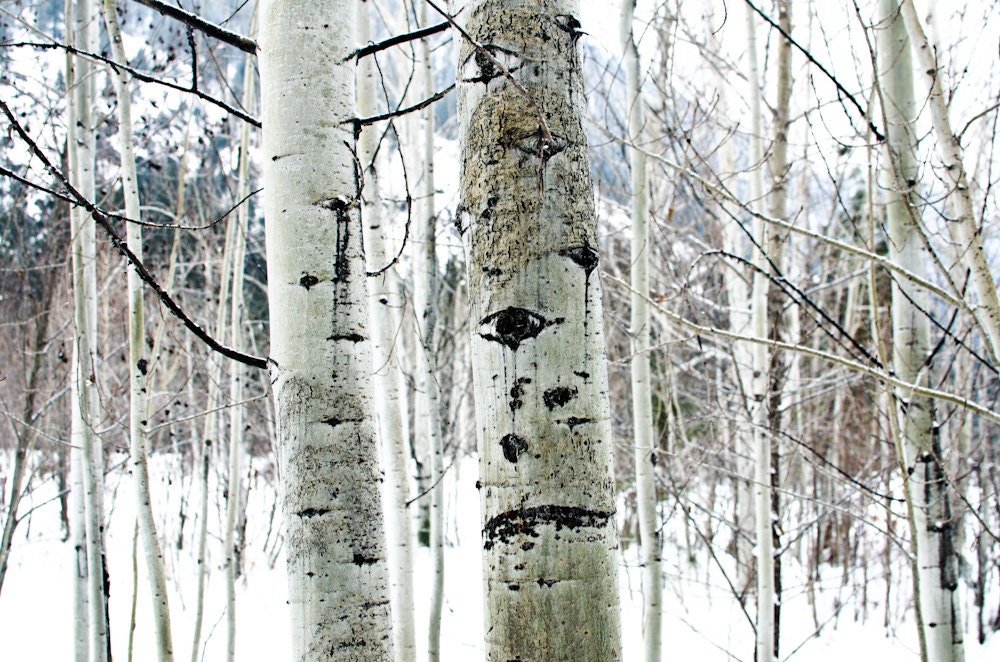 Aspen Trees,  8 x10 Photography Art Print