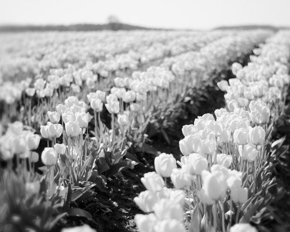 Black and White Landscape Photography, 8x10 Tulips Picture, Flower Photograph, Feminine Wall Art, Modern Floral Home Decor