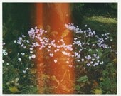 Hand-Printed, 1 of 5 Limited Edition Photographic Print by Sam Cornwell
