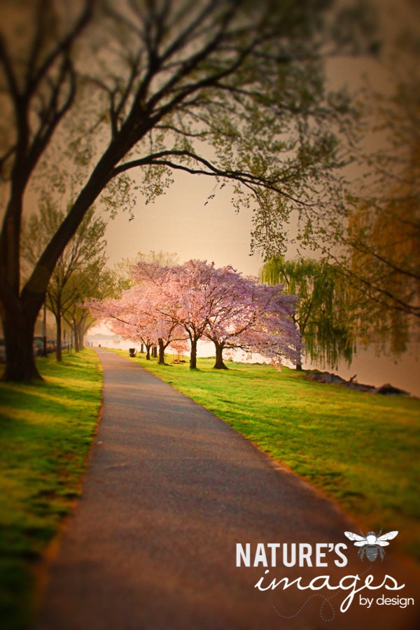 Tree Lined Streets - DC Landscape Image, gifts for mom, photography wall art, home decor, gifts for her, 8x12 print, nature photography