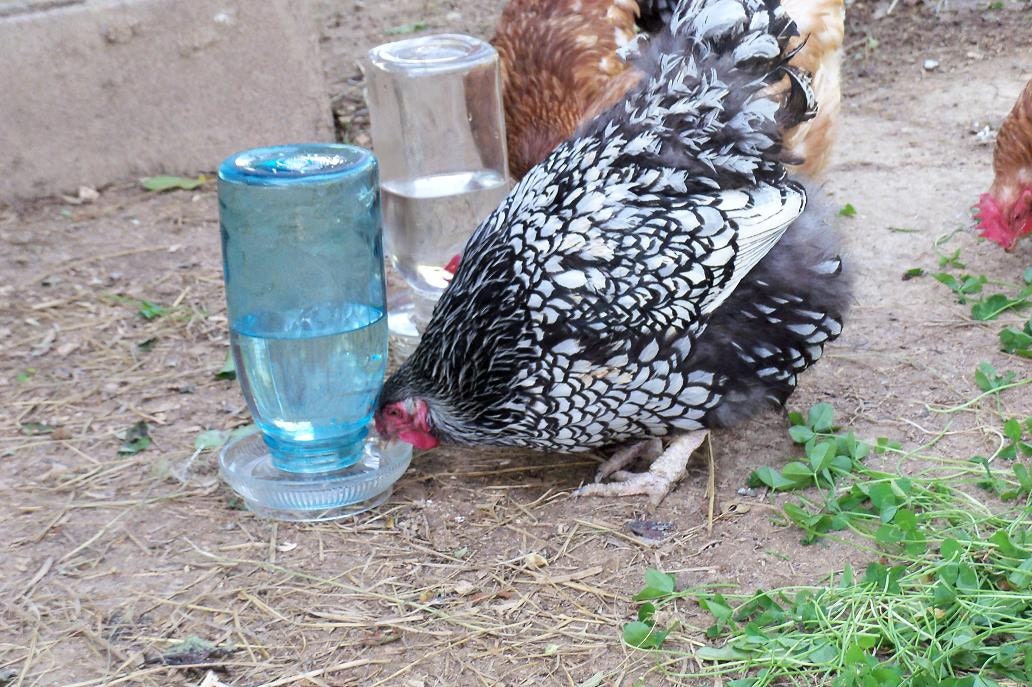 Chicken Water Bowls Farm Find Pair Of Troughs & Half Gallon Jars Blue
