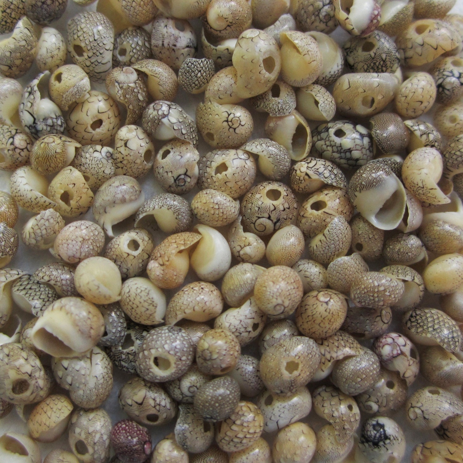 Small Slipper Shell Drilled Seashells. 3 mm - 6 mm -- 145 Shell Beads