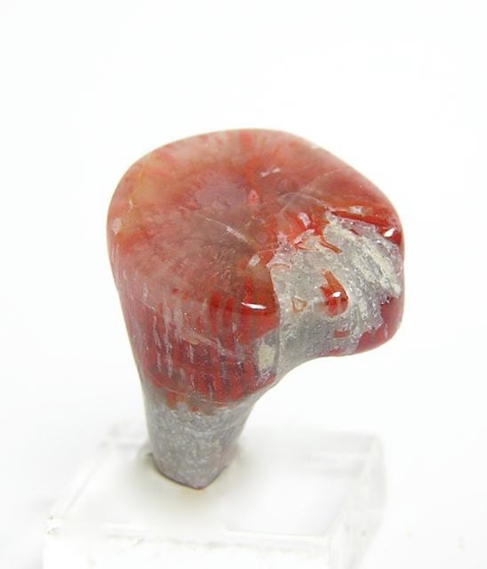 Red Fossil Horn Coral Agatized slice Polished for Jewelry Making