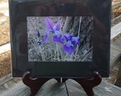 Just The Purple Iris, Black & White, Nature Floral Photo