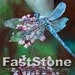 Blue Dragonfly - Original Acrylic Art