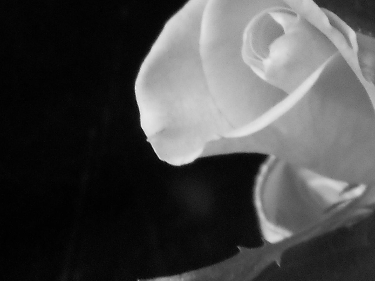 Black And White Picture No. 8 -Misty White And Smokestack Grey Photo -No.( 8 ) Vintage Black and White Rose Photograph