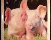 Piglets Love Ceramic Coaster