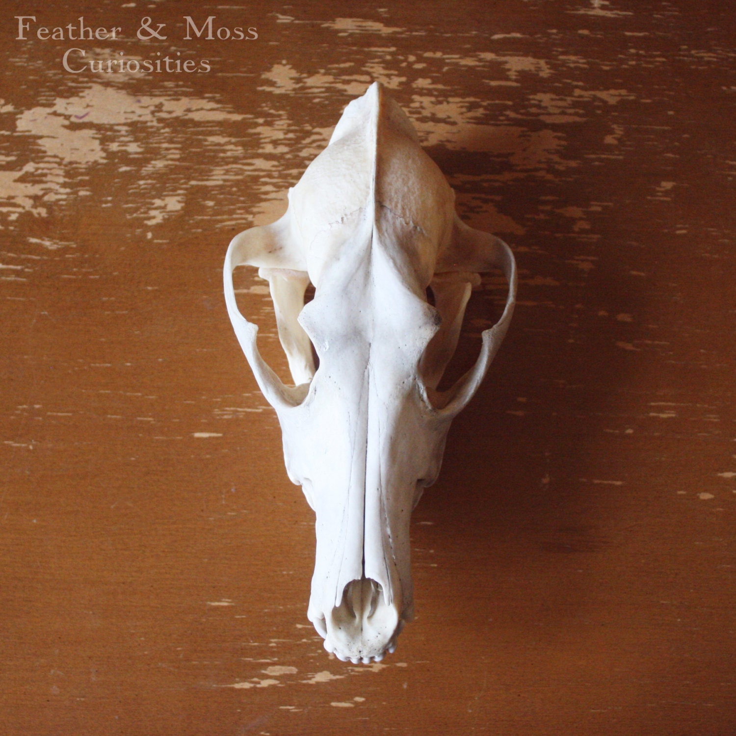 Coyote Skull. Natural history curiosity.