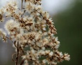 Natural Rustic Photograph of Plant, Nature Wall Art 8x10, Soothing Greens and Blues, Earth Tones