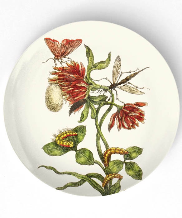 1600's botanical artwork VI - reproduced on 10 inch Melamine Plate - TheMadPlatters