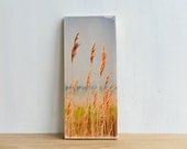 Beach Grasses Image Transfer Mini by Patrick Lajoie, lake, sand, dune grass, summer