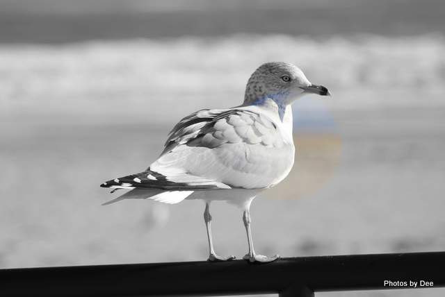 Ring-Billed Gull Sitting on a Rail Watching over the Atlantic Ocean - Fine Art Black and White Bird Photography - donnaedwards5