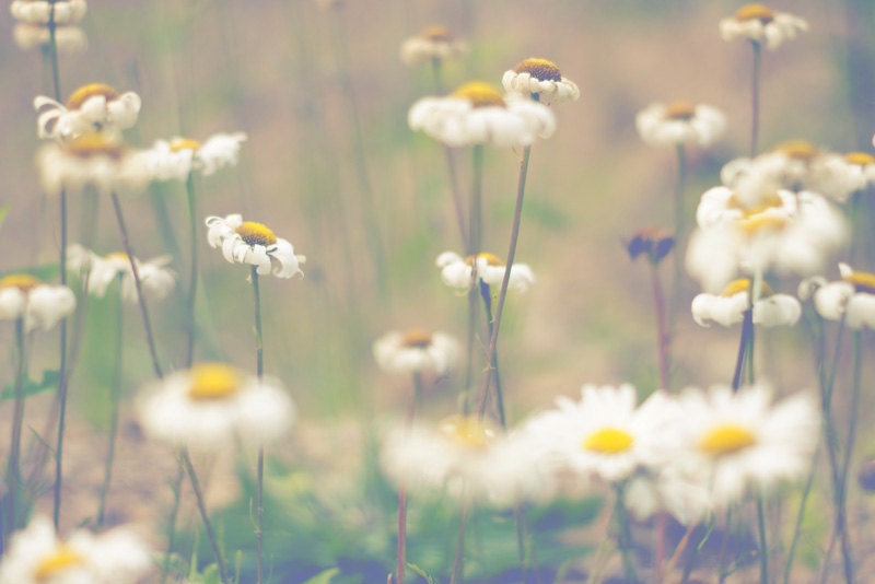 Summer Daisies Signed Photograph, Green, Yellow, White, Ethereal Nature Photo, Color Fine Art Photography, 8x10 or 11x14 Wall Print