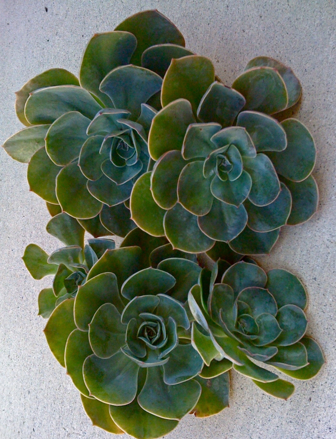 SUCCULENT PLANT - 5 Large rosettes CUTTINGS for Succulent Wedding, Succulent Centerpiece