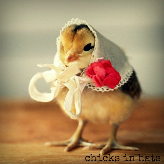 Chicks in Hats Magnet This Will Make Your Refrigerator Happy