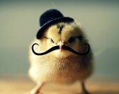 Chick in A Hat And Mustache Refrigerator Magnet